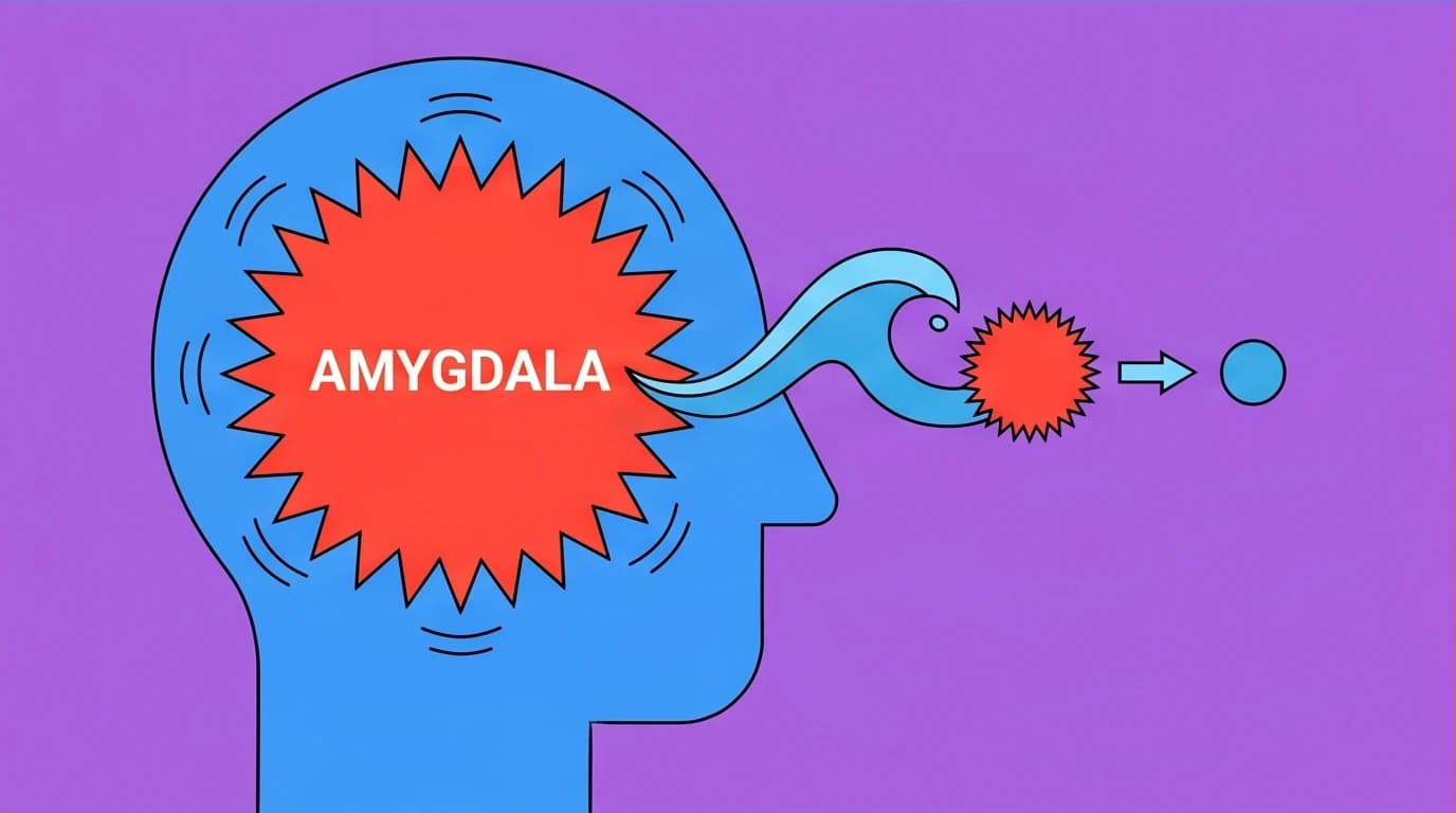 A diagram showing how mindfulness meditation for anxiety shrinks the amygdala, the brain's fear center, from a large red spiky ball to a small calm dot.